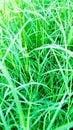 Cynodon dactylon dubh bermuda grass photo